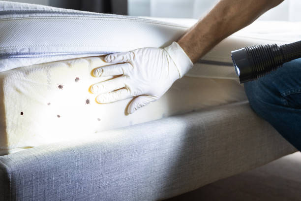 Best Mosquito Control Services  in Commerce, CA