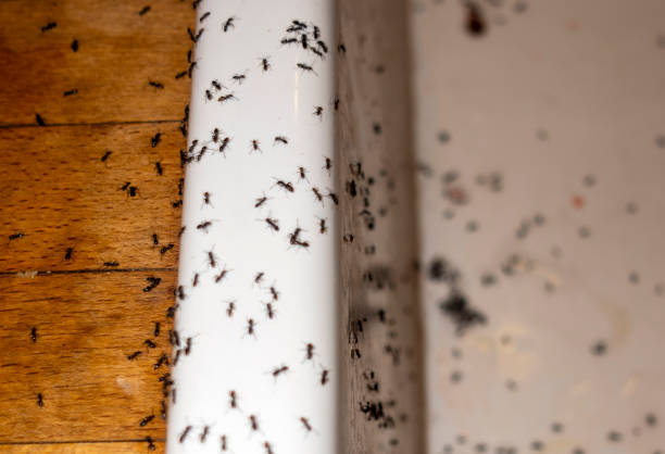 Best Emergency Pest Control  in Commerce, CA