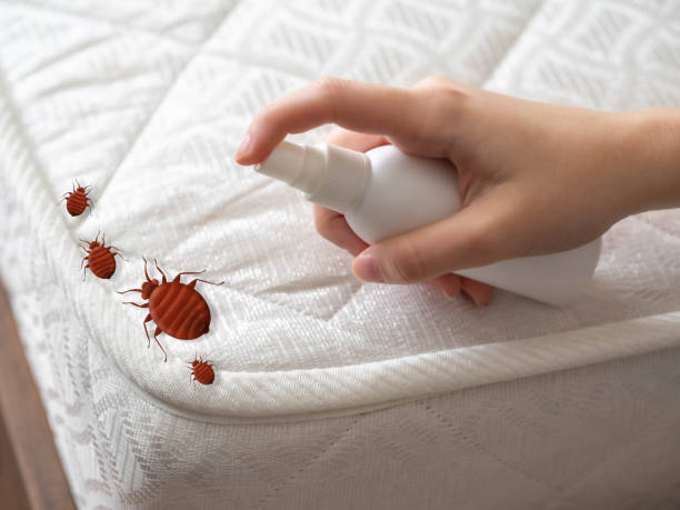Best Spider Control Near Me  in Commerce, CA
