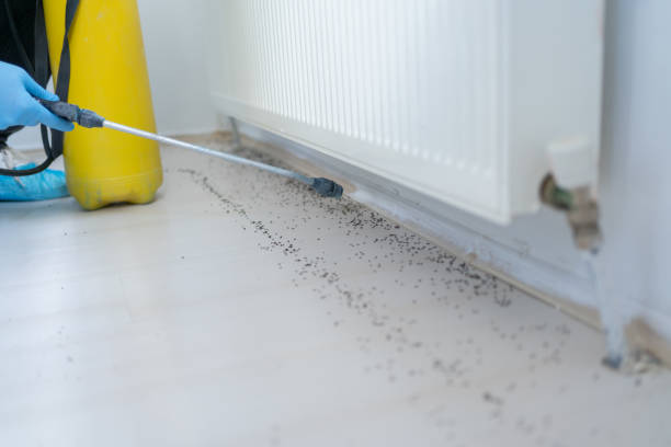 Best Local Pest Control Services  in Commerce, CA